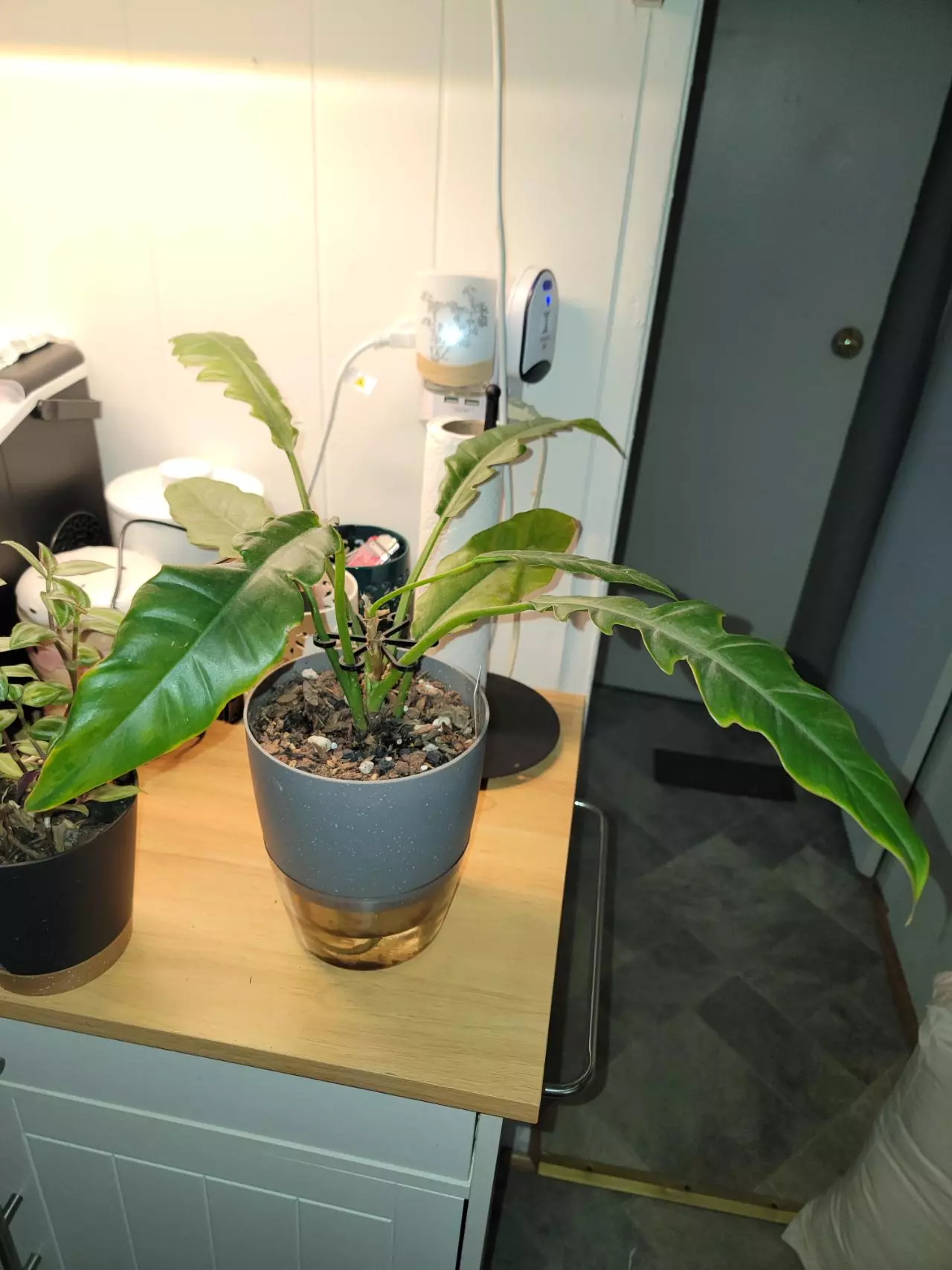 plant/Philodendron Jungle Fever comes in 6in Self watering planter-1