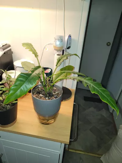 plant/Philodendron Jungle Fever comes in 6in Self watering planter-1-thumbnail