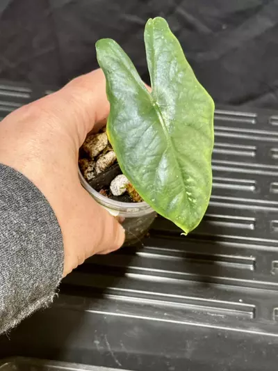 plant/Shattered Glass Pup-1-thumbnail