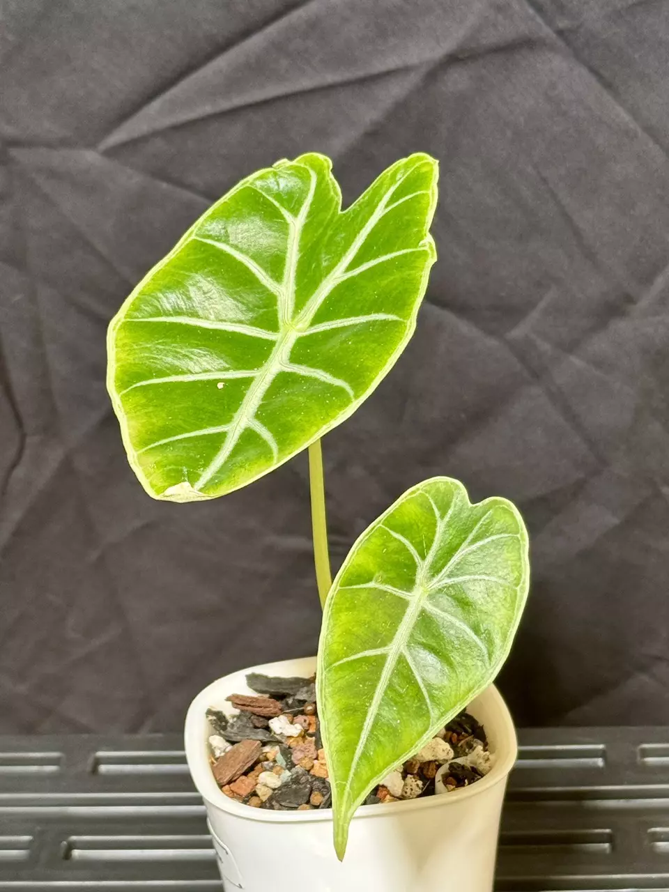 plant/Meratis Alocasia - Rare-0