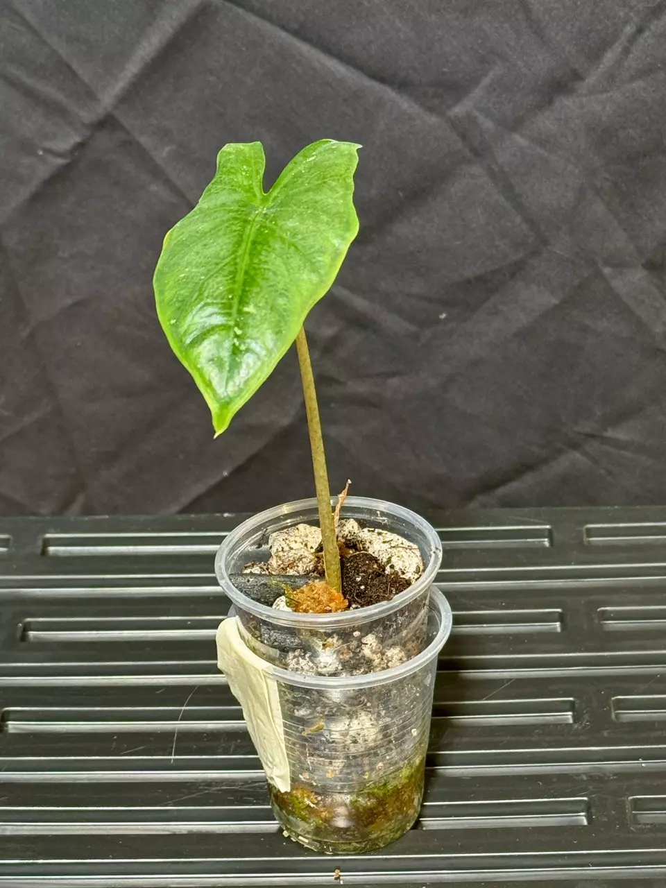 plant/Shattered Glass Pup-0