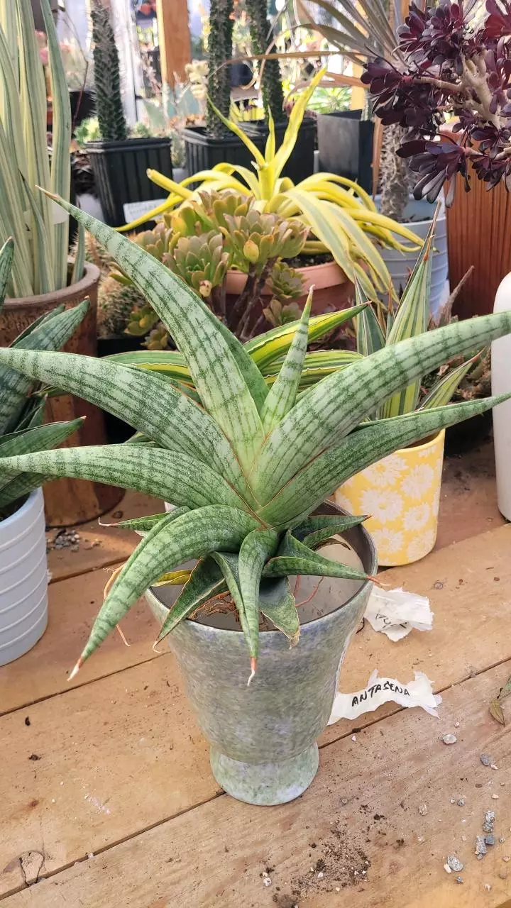 plant/Sanseveria Anastecia-0