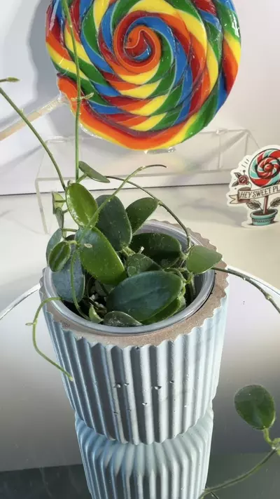 plant/Hoya spectatissima-0-thumbnail