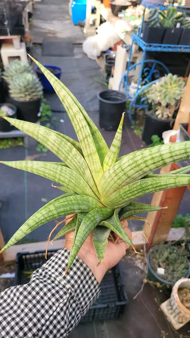 plant/Sanseveria Anastecia-1