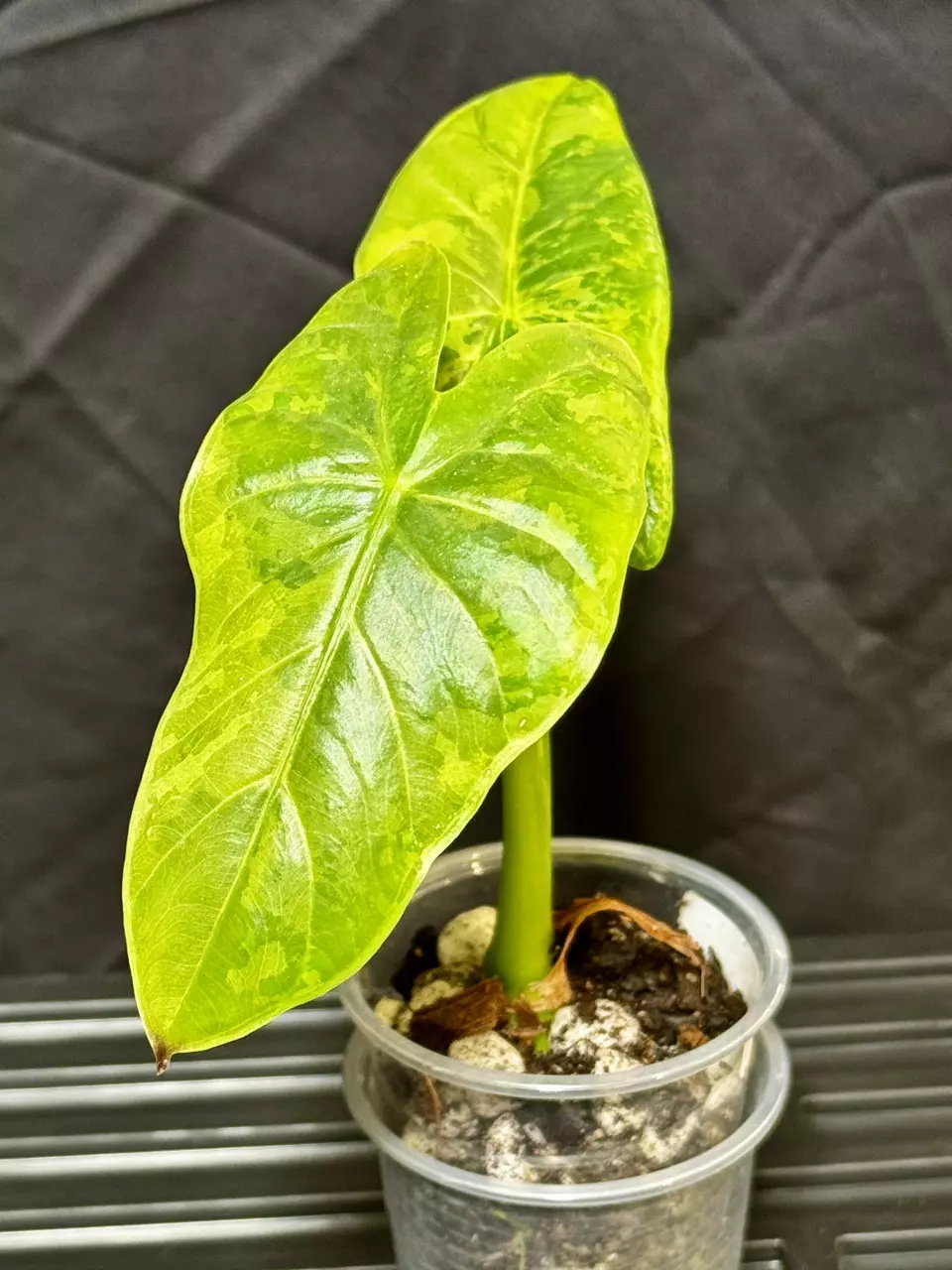 plant/Fornicata Tricolor Variegated-0