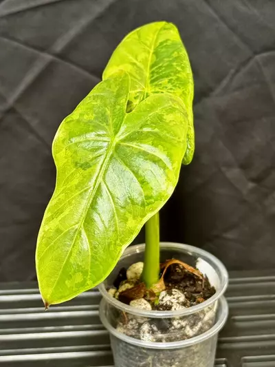 plant/Fornicata Tricolor Variegated-0-thumbnail