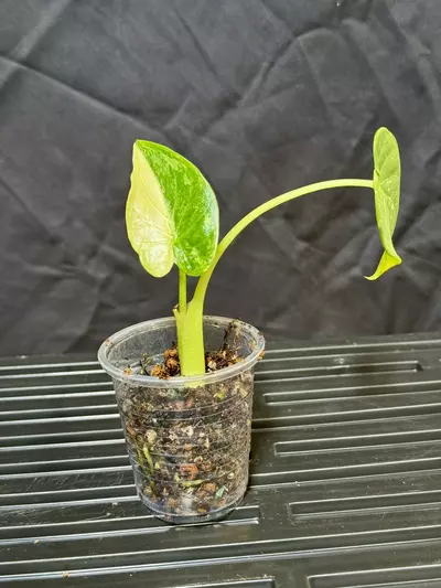 plant/Waygu Cucullata Alocasia-0-thumbnail