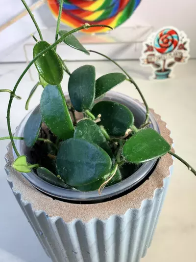 plant/Hoya spectatissima-1-thumbnail