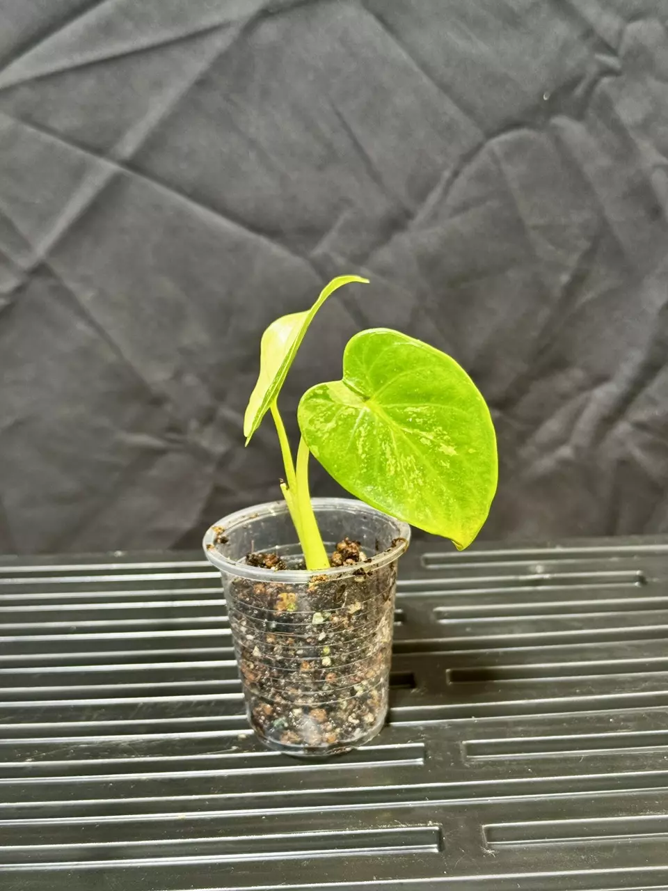 plant/Waygu Cucullata Alocasia-1