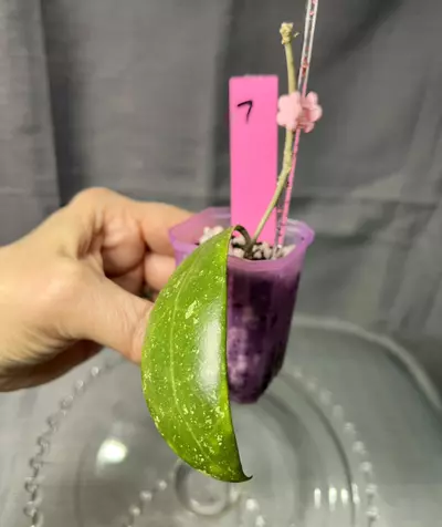 plant/007. H Hendersonii-1-thumbnail