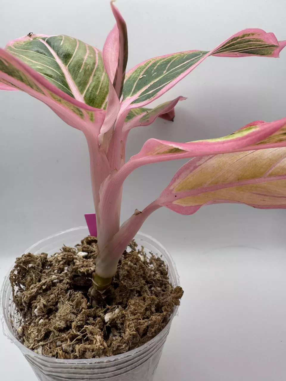 plant/Aglaonema Lotus Delight 0515-2