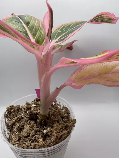 plant/Aglaonema Lotus Delight 0515-2-thumbnail