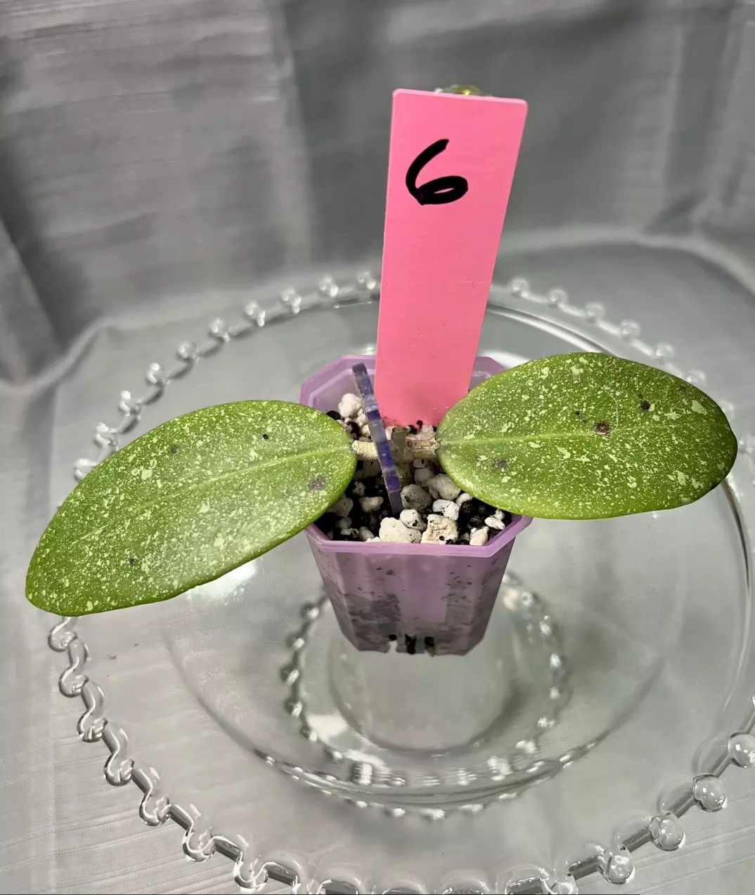 plant/006. H Vietnam AH001-0