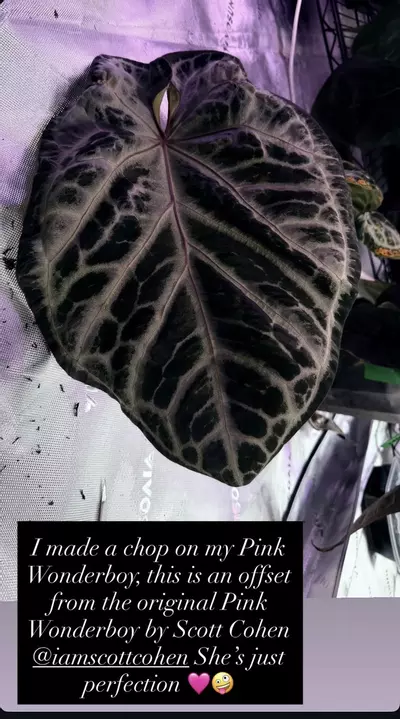 plant/PINK WONDEBOY CLONE-2-thumbnail