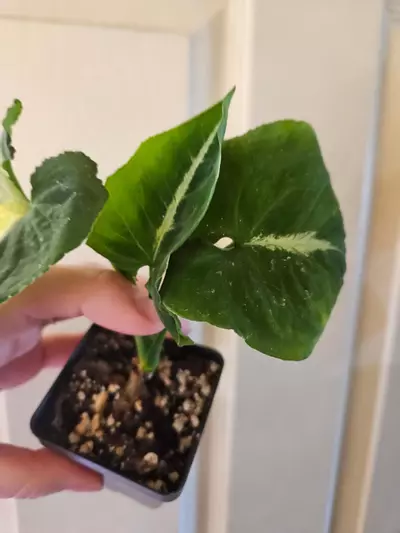 plant/Syngonium scrambled eggs-2-thumbnail