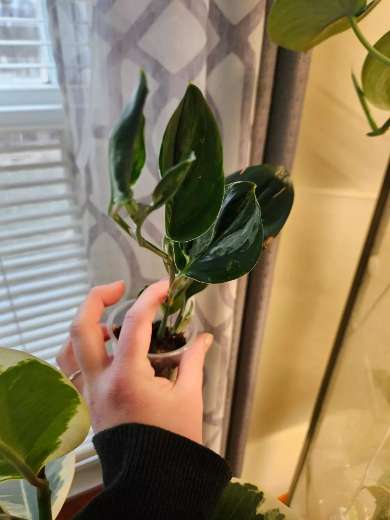 plant/Trubii dark form verigated-1