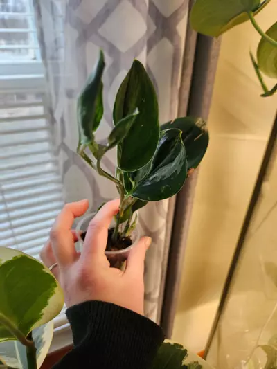 plant/Trubii dark form verigated-1-thumbnail