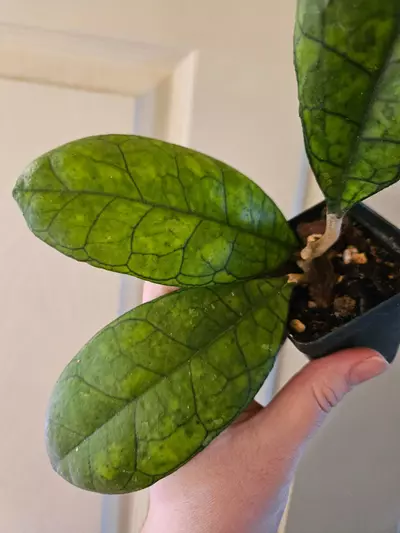 plant/Hoya ah008-2-thumbnail