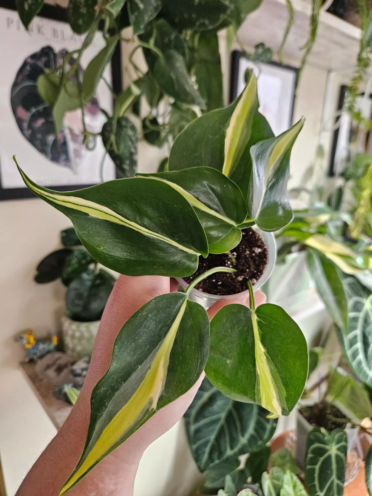 plant/Philodendron silver stripe-0