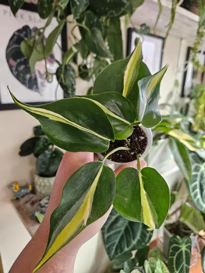 plant/Philodendron silver stripe-0-thumbnail