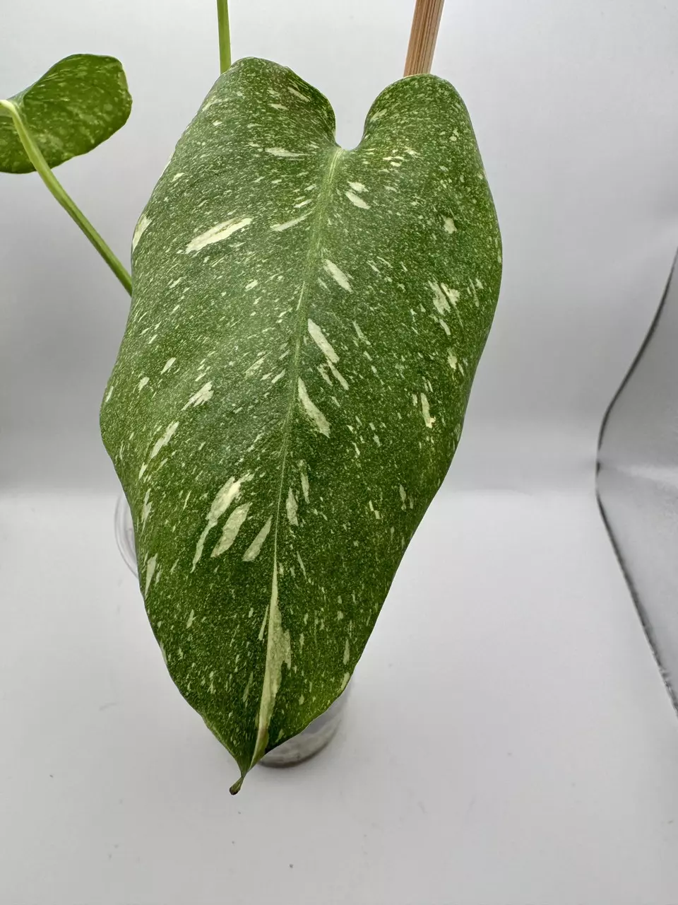 plant/Monstera Creme Brulee 0519-3