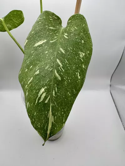 plant/Monstera Creme Brulee 0519-3-thumbnail