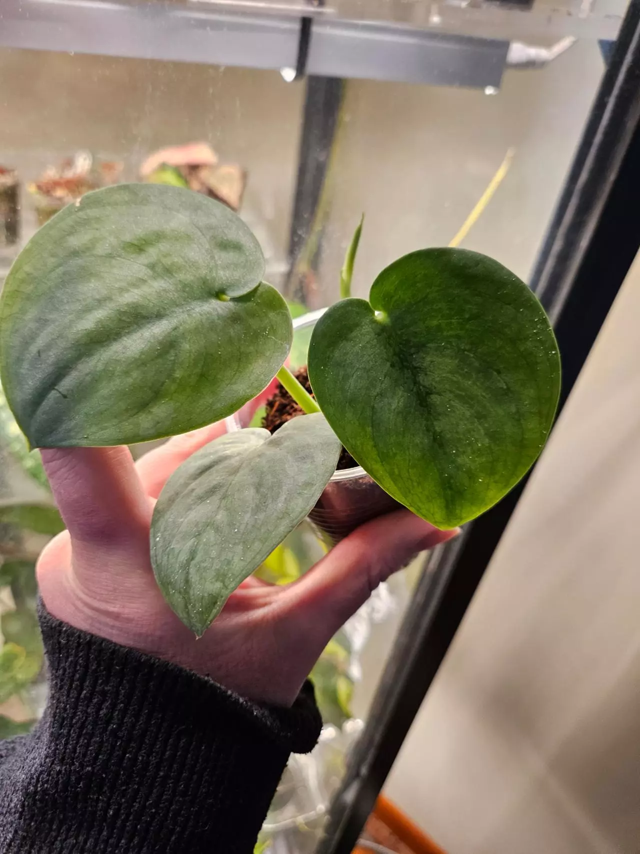 plant/Scindapsus silver hero-0