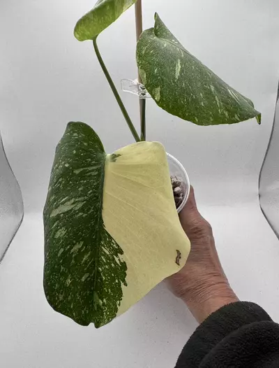 plant/Monstera Creme Brulee 0519-0-thumbnail