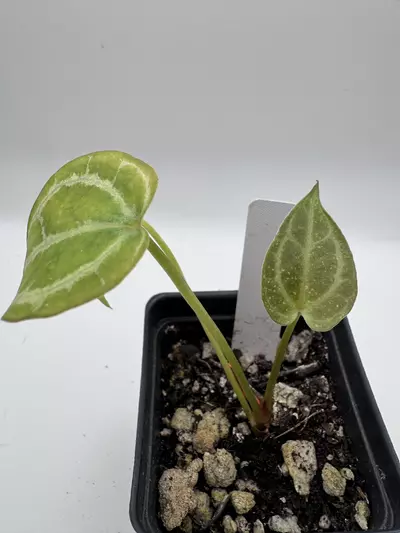 plant/Anthurium Red Crystal x Ace Velvet F2 0512-1-thumbnail
