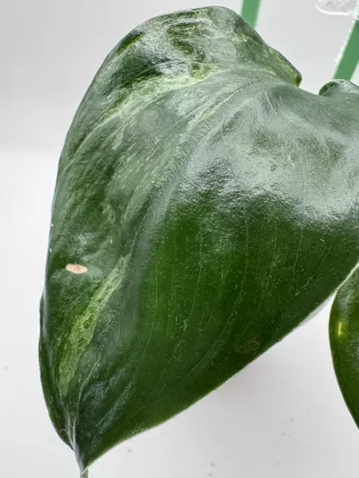 plant/Scindapsus Jade Satin Mint 0520-1-thumbnail