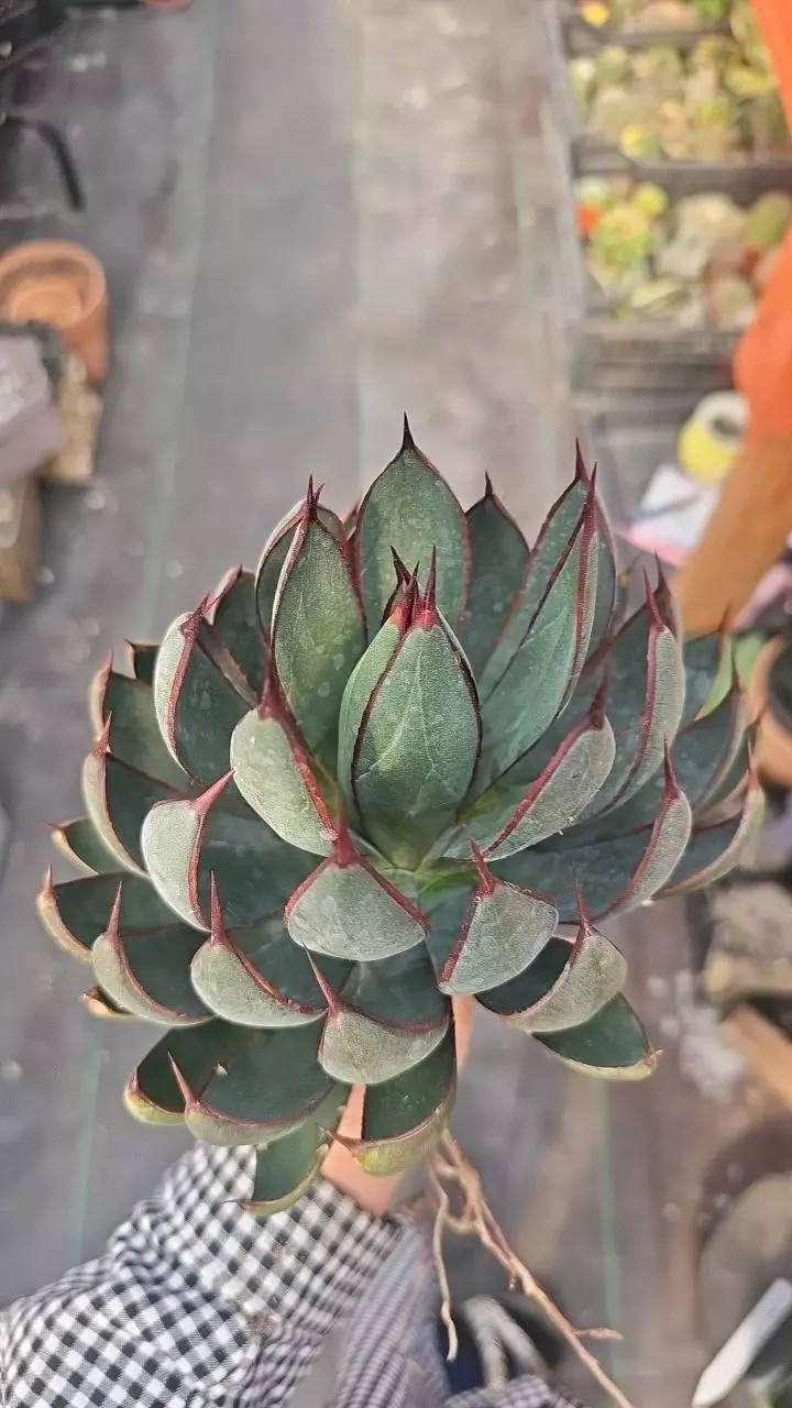 plant/Mangave Praying hands-3