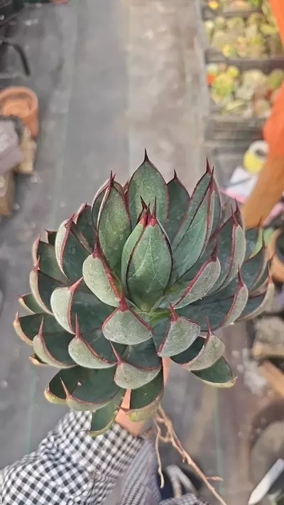 plant/Mangave Praying hands-3-thumbnail