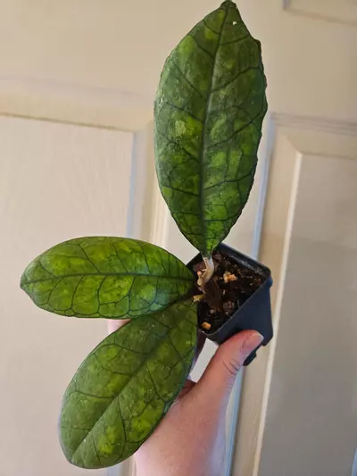 plant/Hoya ah008-3-thumbnail