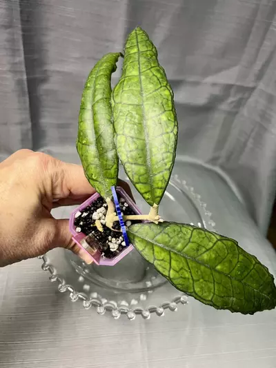 plant/011.  H finlaysonii (ripple leaf)-1-thumbnail