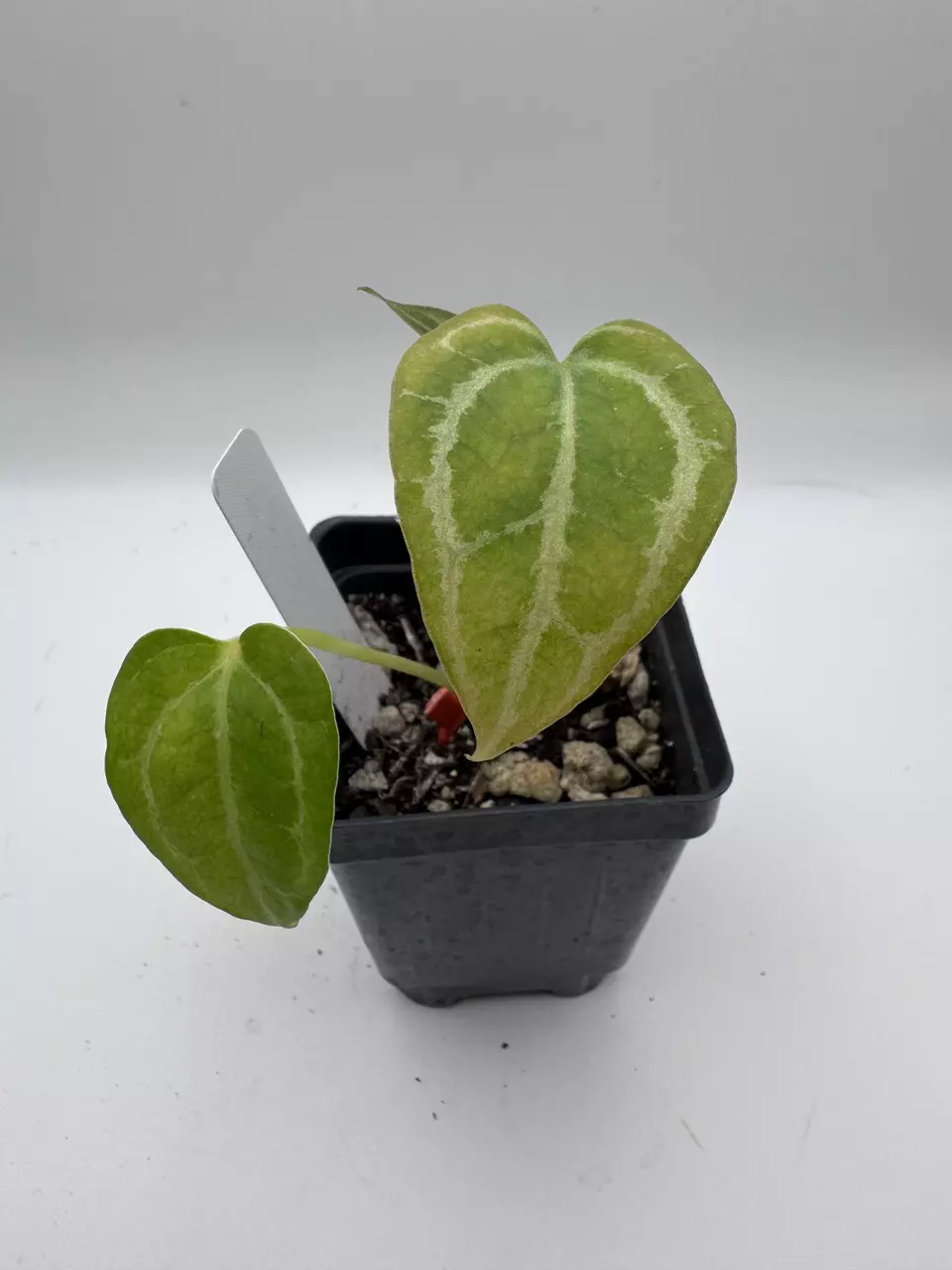 plant/Anthurium Red Crystal x Ace Velvet F2 0512-0