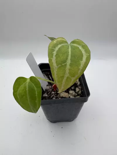 plant/Anthurium Red Crystal x Ace Velvet F2 0512-0-thumbnail