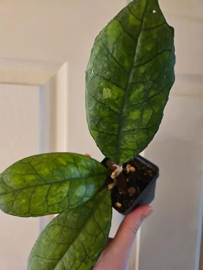 plant/Hoya ah008-1-thumbnail