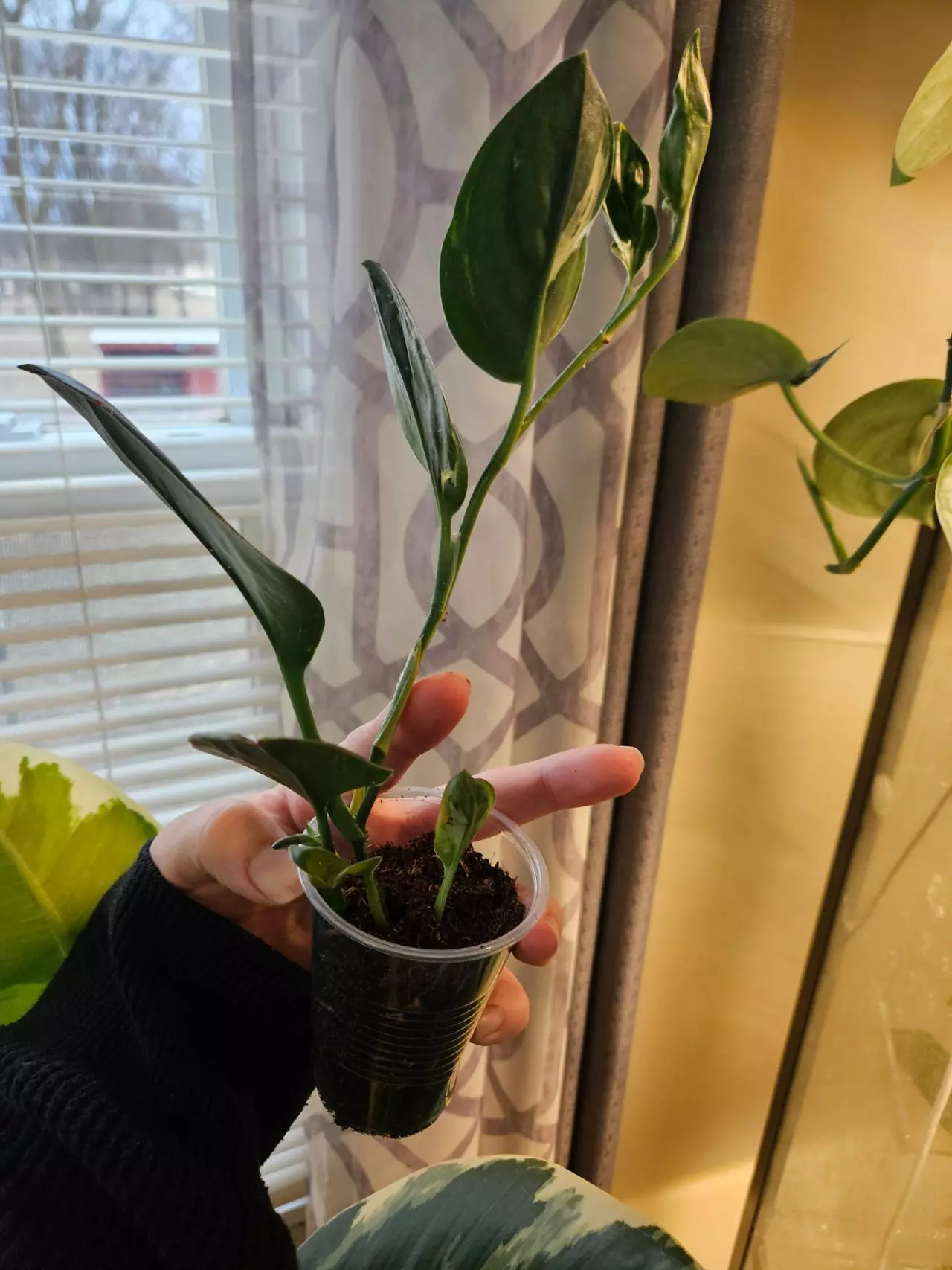 plant/Trubii dark form verigated-4