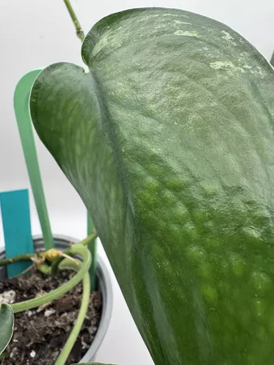 plant/Scindapsus Jade Satin Mint 0520-2-thumbnail