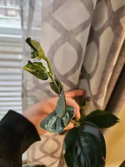 plant/Trubii dark form verigated-2-thumbnail