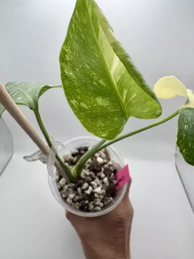 plant/Monstera Creme Brulee 0519-1-thumbnail