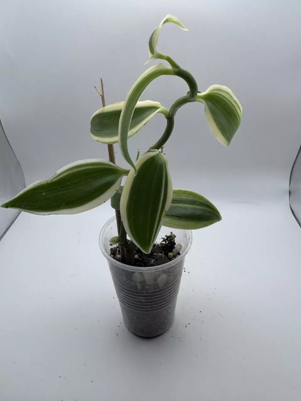 plant/Vanilla Orchid variegated 0520-1