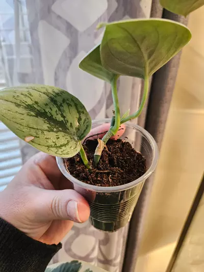 plant/Scindapsus green anaconda-1-thumbnail