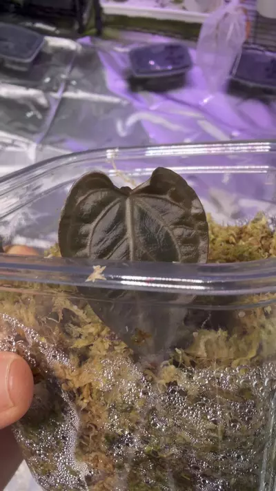 plant/PINK WONDEBOY CLONE-1-thumbnail