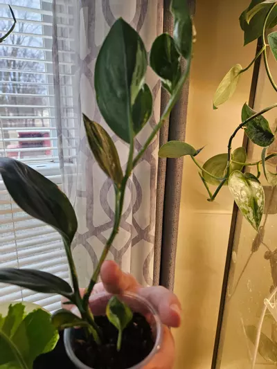 plant/Trubii dark form verigated-3-thumbnail