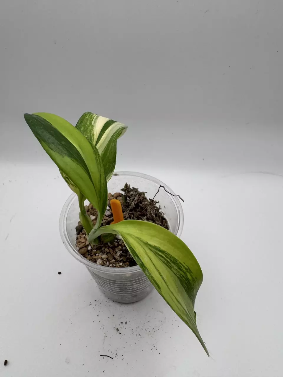 plant/Epipremnum Amplissimum Aurea 0516-1