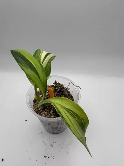 plant/Epipremnum Amplissimum Aurea 0516-1-thumbnail