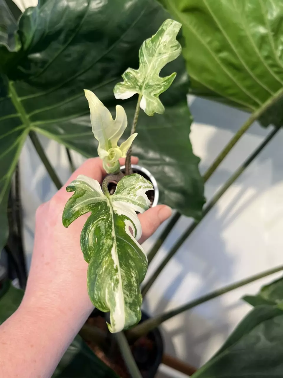 plant/Albo Brancfolia Pup-0