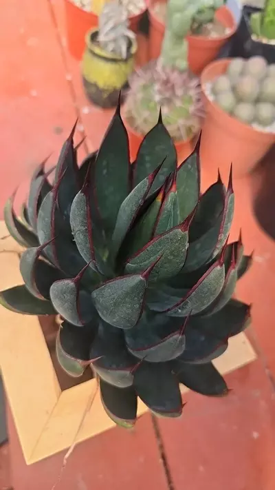 plant/Mangave Praying hands-1-thumbnail