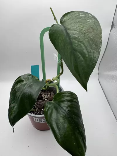 plant/Scindapsus Jade Satin Mint 0520-0-thumbnail